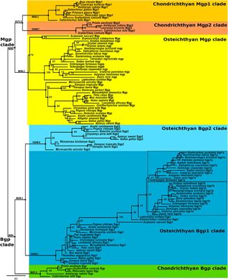 Evolution of Matrix Gla and Bone Gla Protein Genes in Jawed Vertebrates